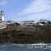 lighthouse_island_seal_machias_h_2351_can1404.jpg